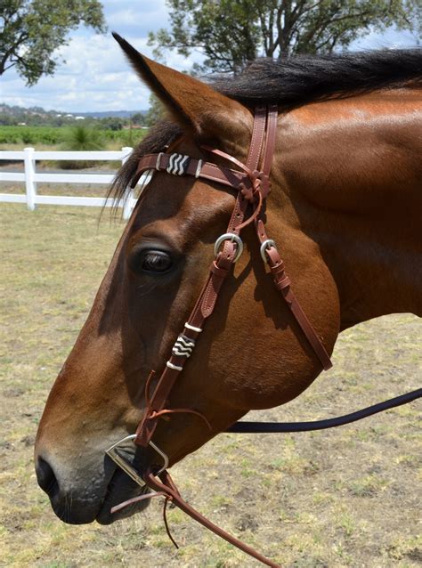 bridles for horses.